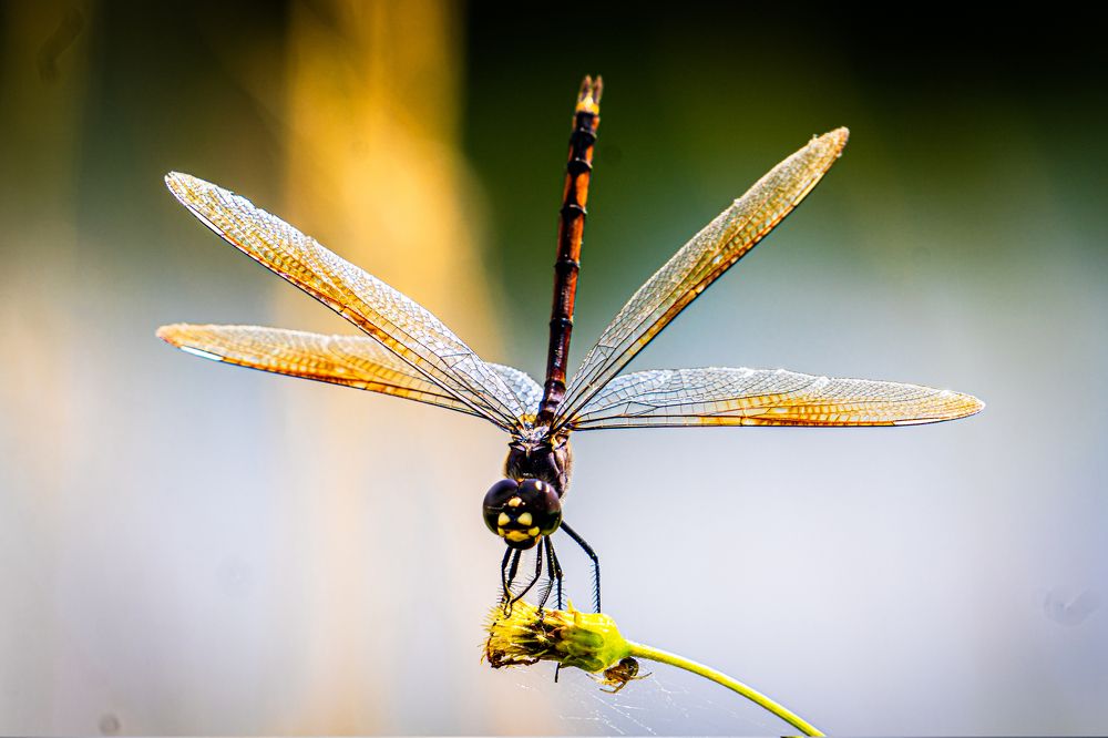 Photograph by Jorge Ortega