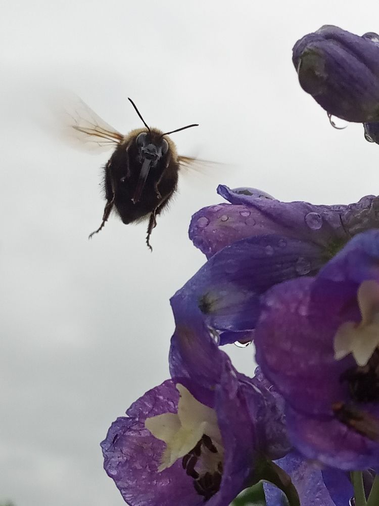 Photograph by Любовь Шаврина