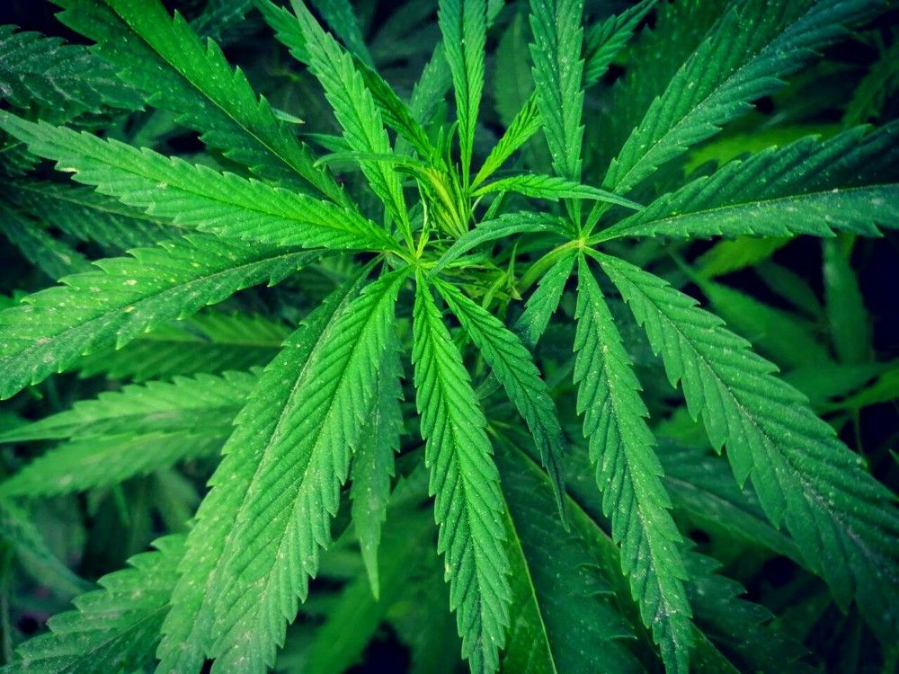 Weed~