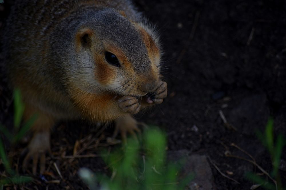 Фотография автора Катрин Евстратова