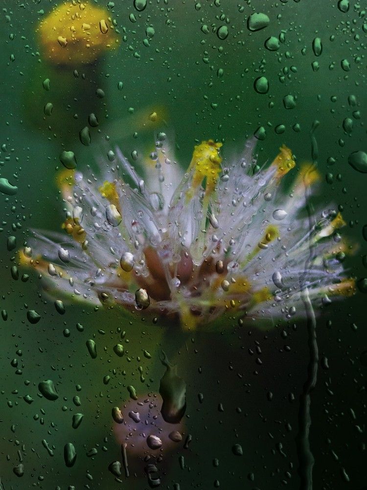 За стеклом.