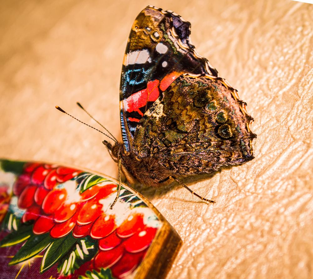 Photograph by Алексей Чеботарев