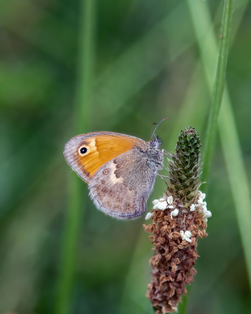 Фотография автора Алексей Рыльский