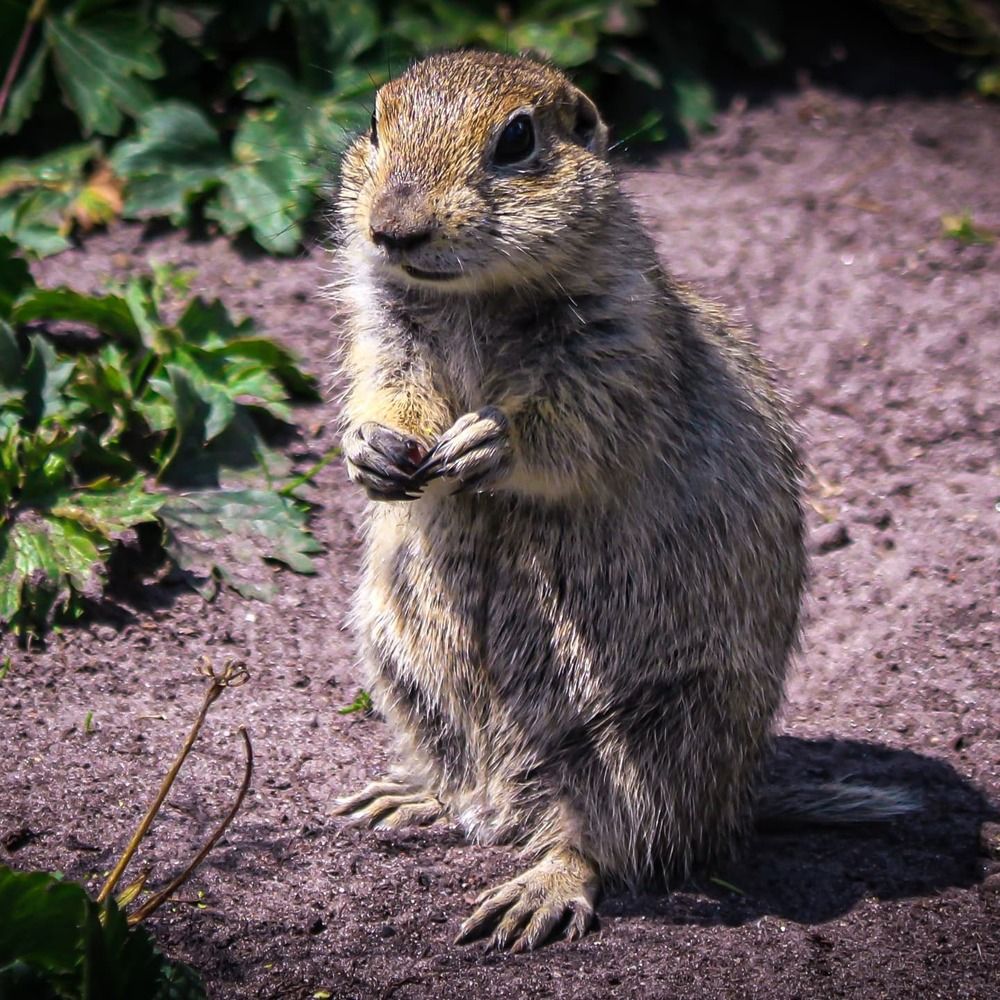 Суслик на Джилы-Су