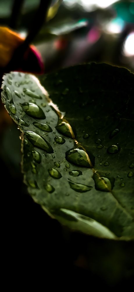 Макро на телефон Xiaomi