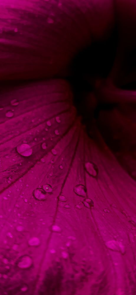 Фуксия гибискуса