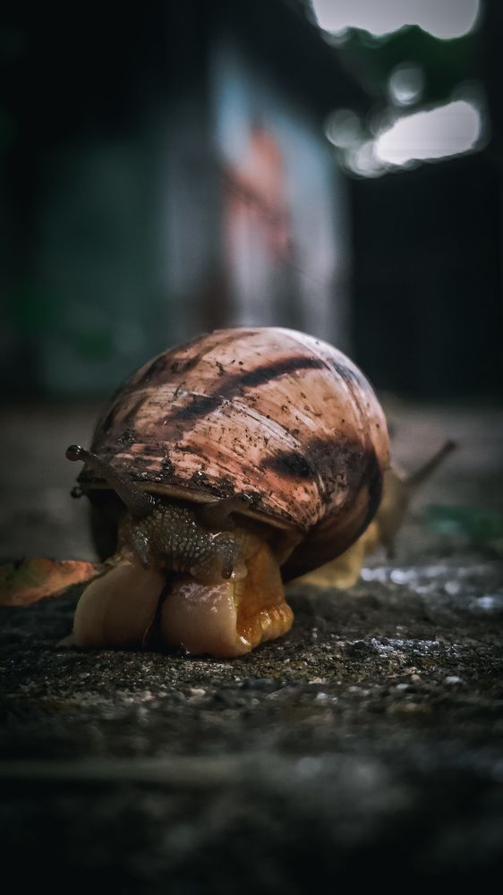 Мир глазами улитки