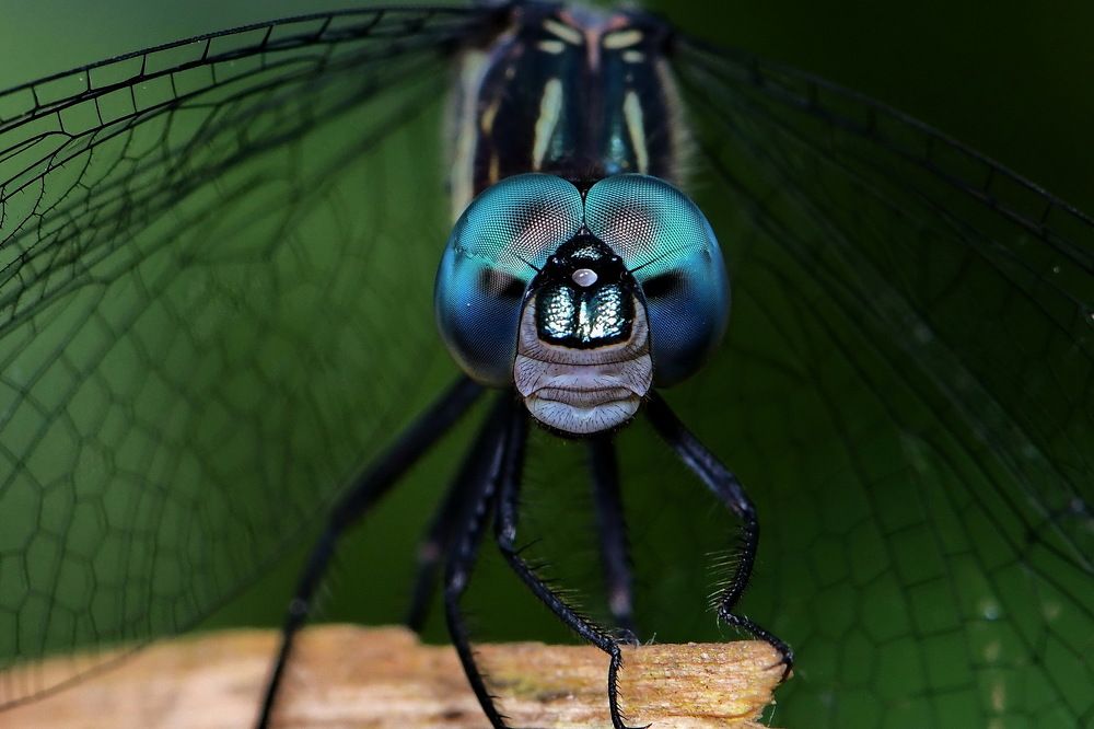 Photograph by Moura Denis