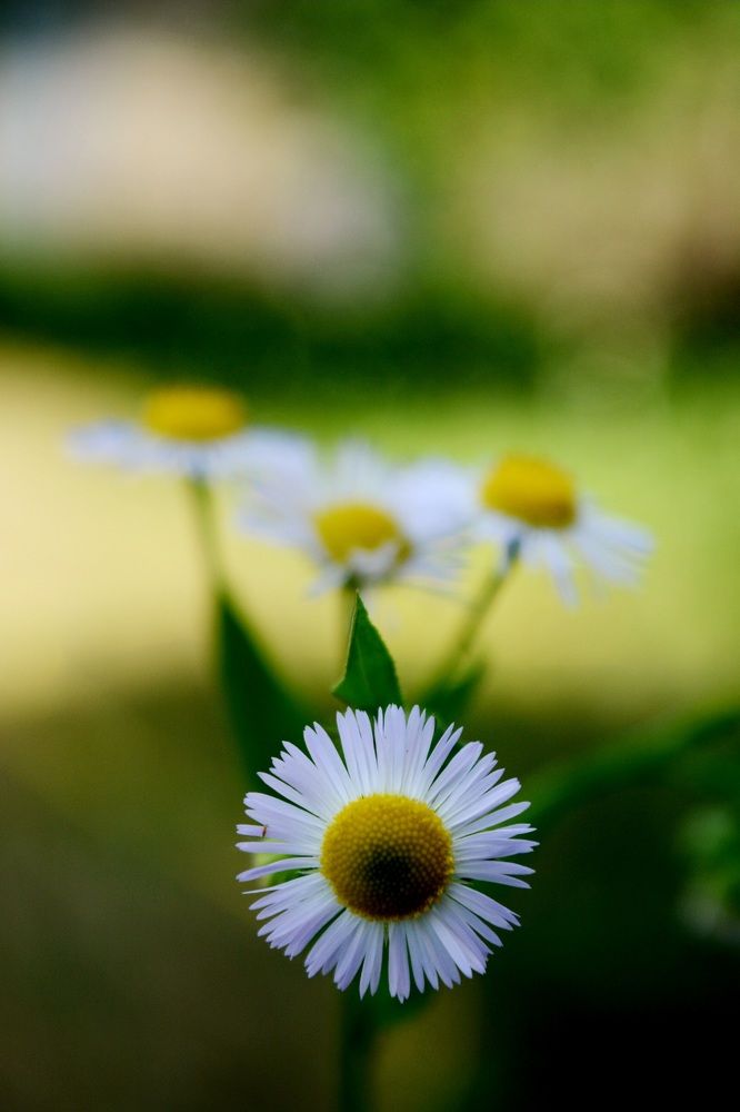 Photograph by Ольга Коруц