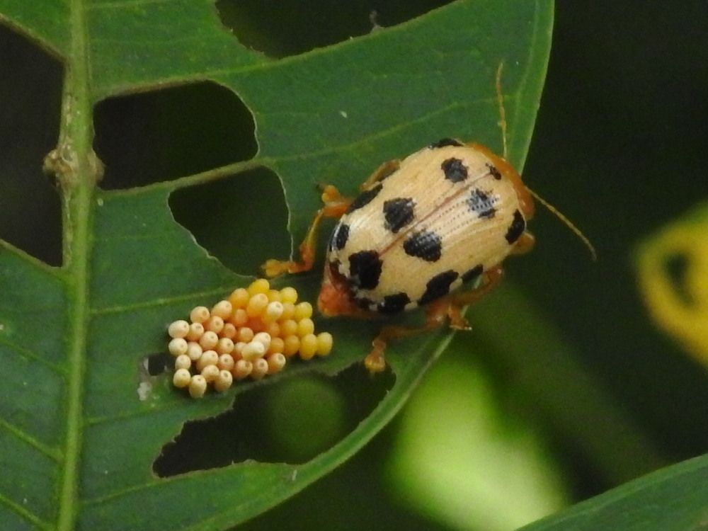Photograph by Bidyut Dutta