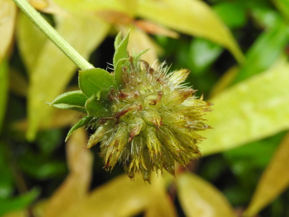 Photograph by Bidyut Dutta