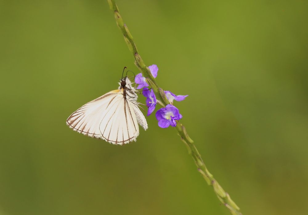 Photograph by Paulo Campana