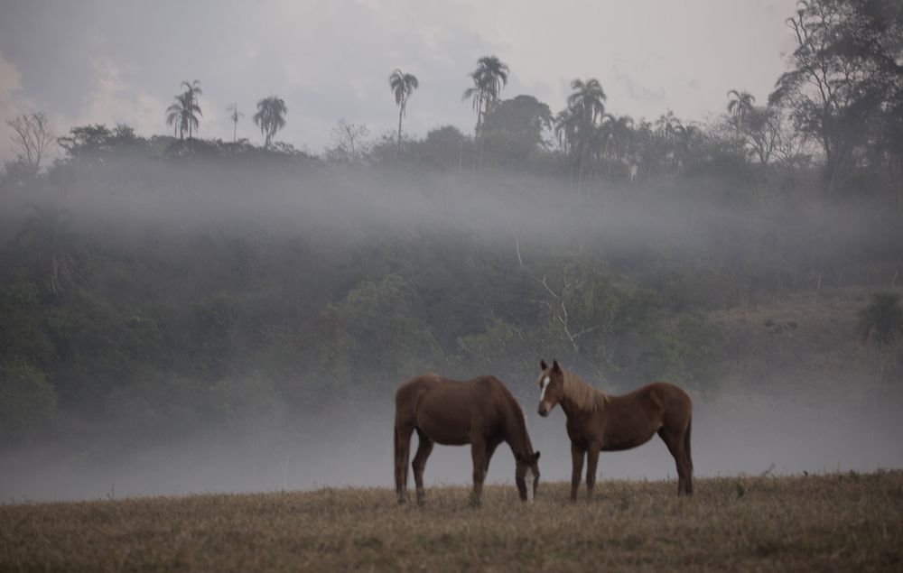 A surpreendente Marambaia