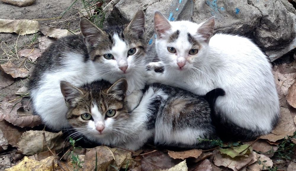 Photograph by Olga Andriuc