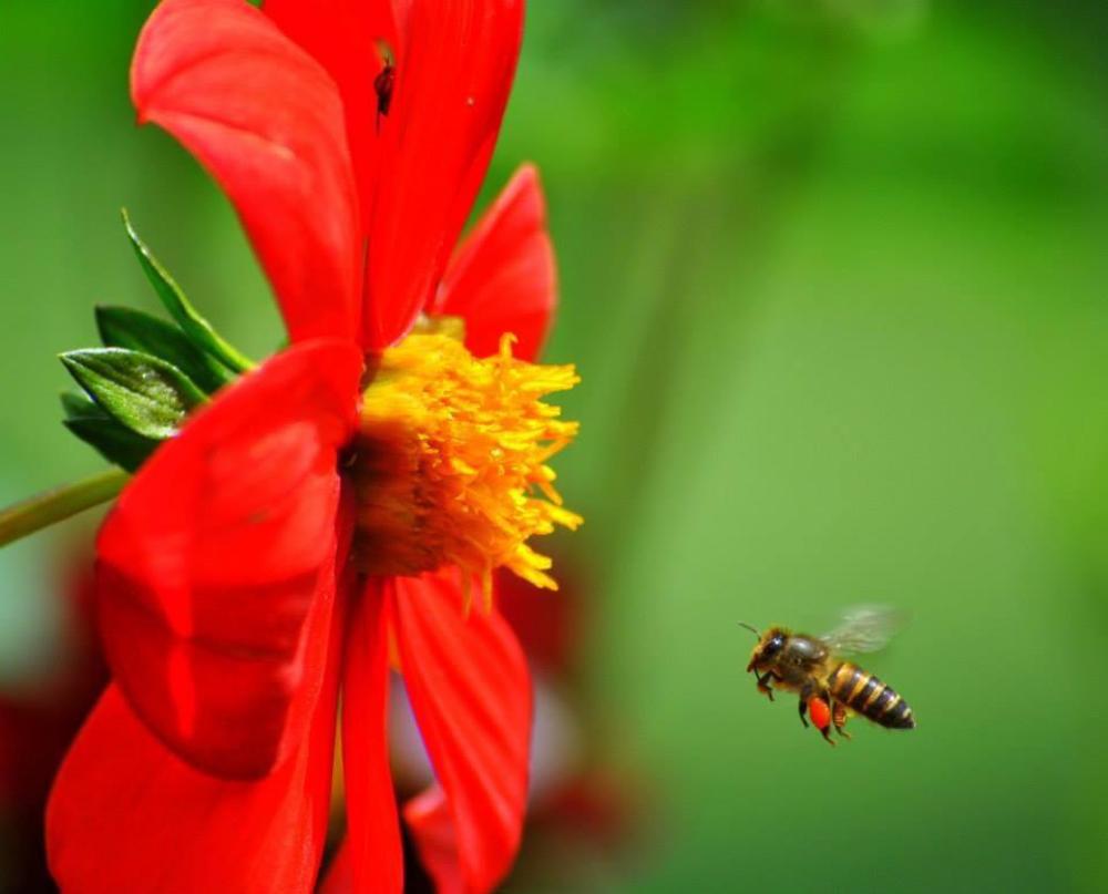 Bee ? & The Red Flower ?