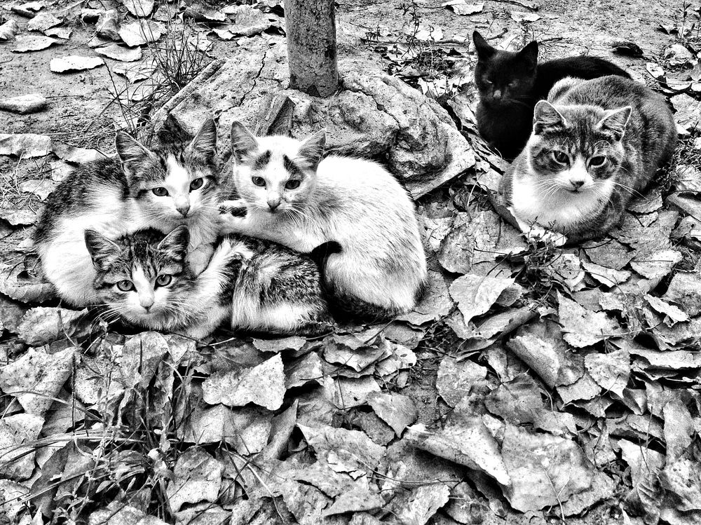 Cat's family