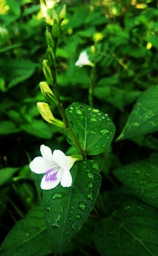 Photograph by MOHAMMAD RAZAILI AHMAD SABLI