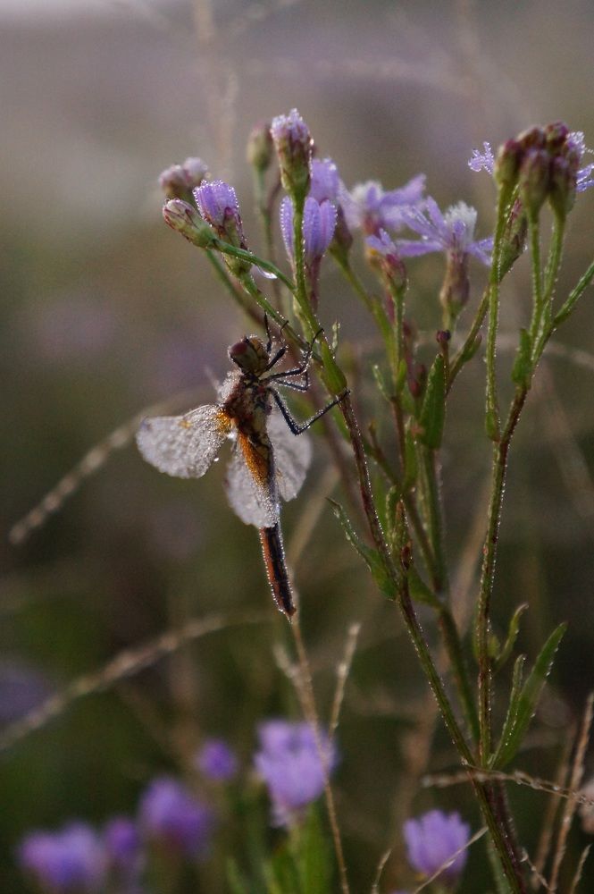 Photograph by Анастасия Шайдорова