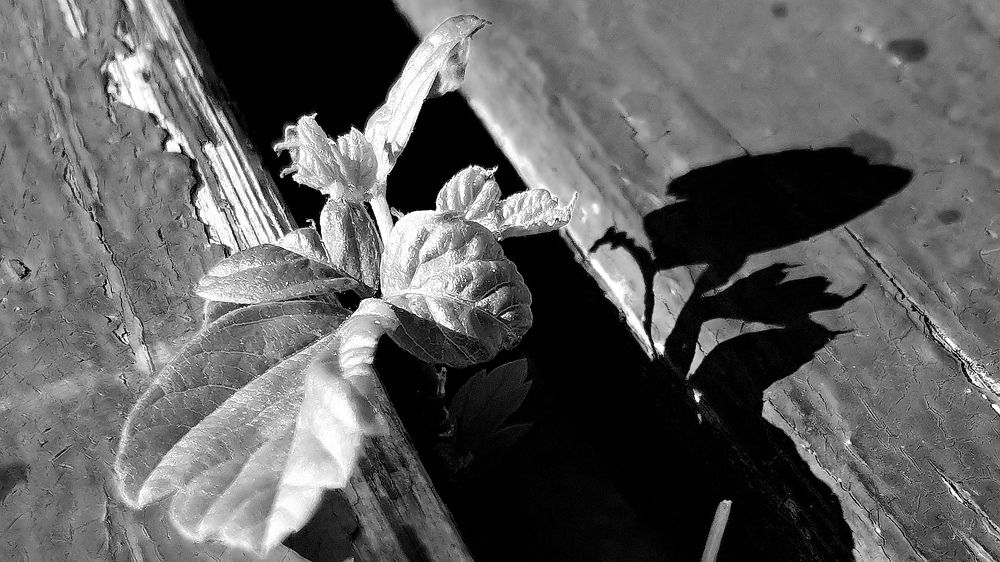 Photograph by Ирина Аверьянова