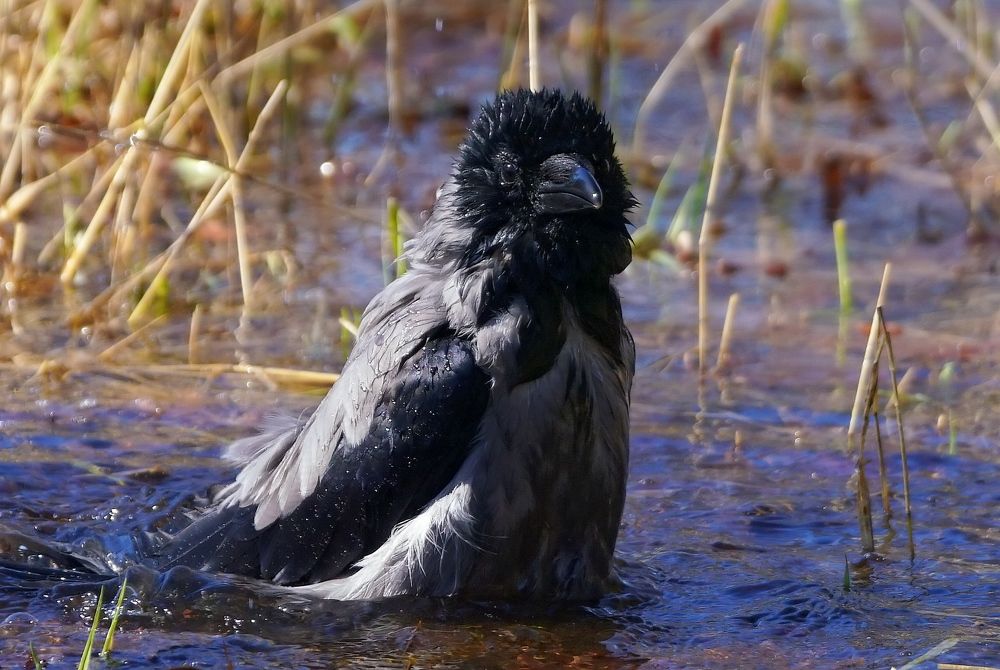 Водные процедуры