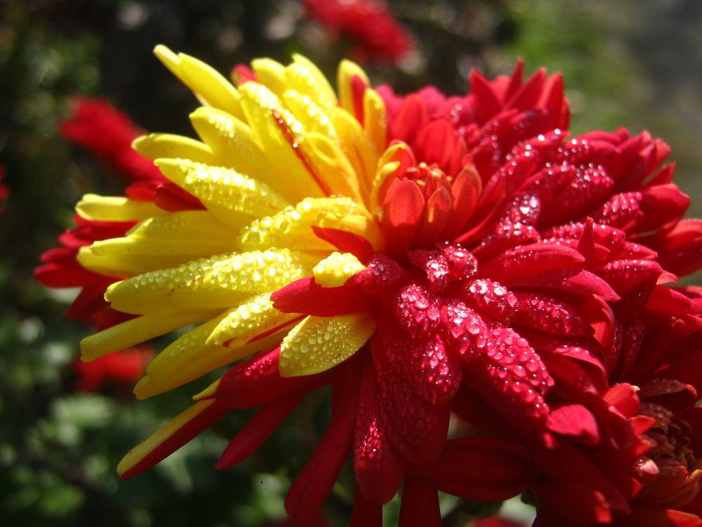 Разноцветная хризантема.