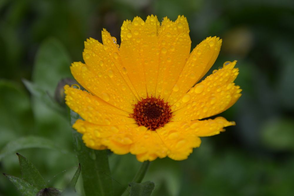 yellow calendula in raindrops