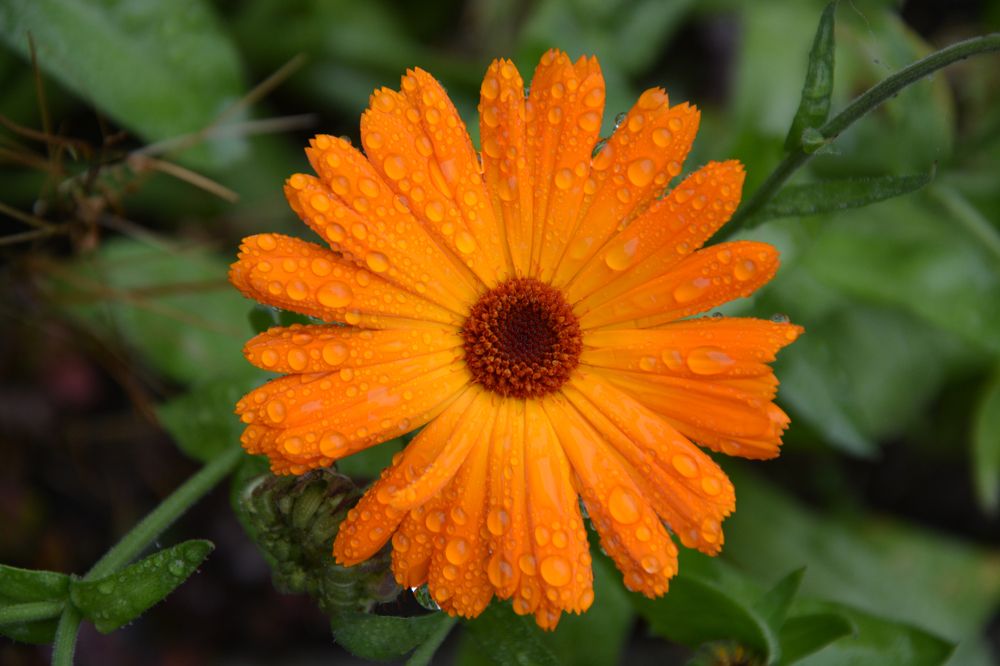 orange calendula in raindrops