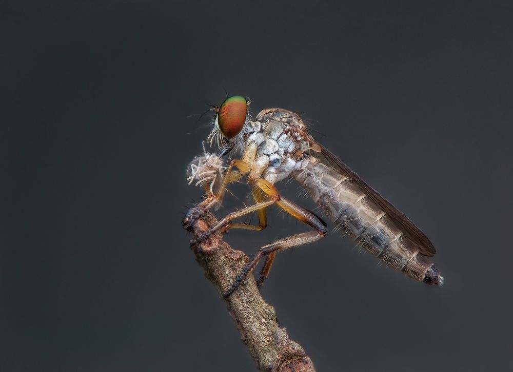 Photograph by Chamara Sulakkhana Polwatta Siriyalage