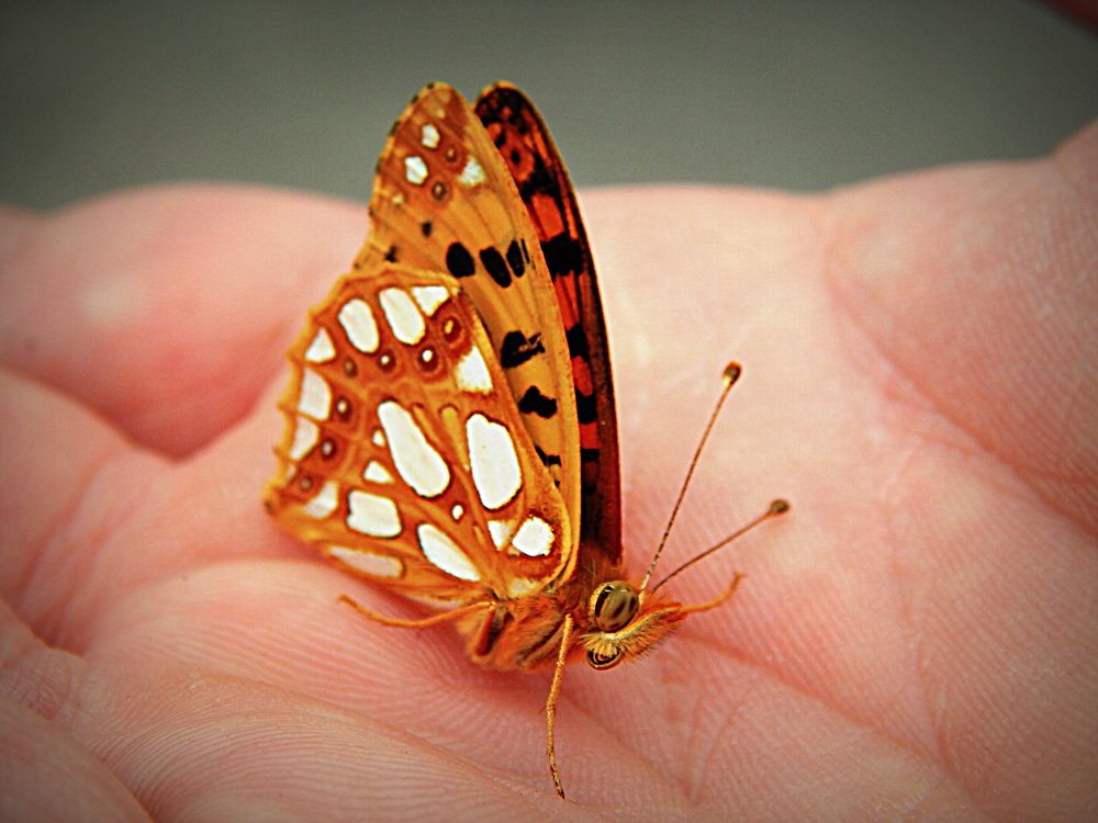 Заболевшая бабочка