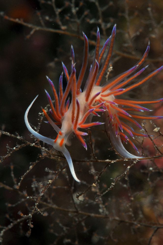 Photograph by Alfredo Milazzo