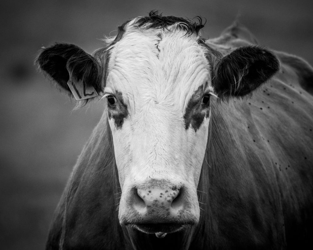 Photograph by JAMES BAILEY