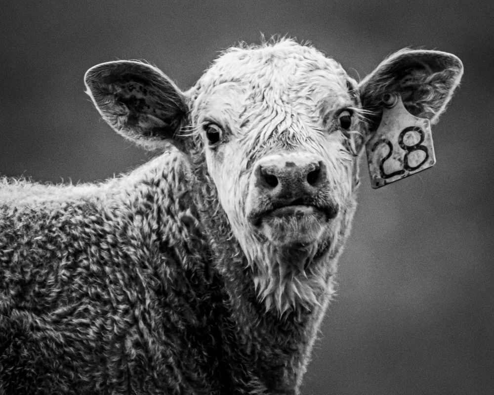 Photograph by JAMES BAILEY