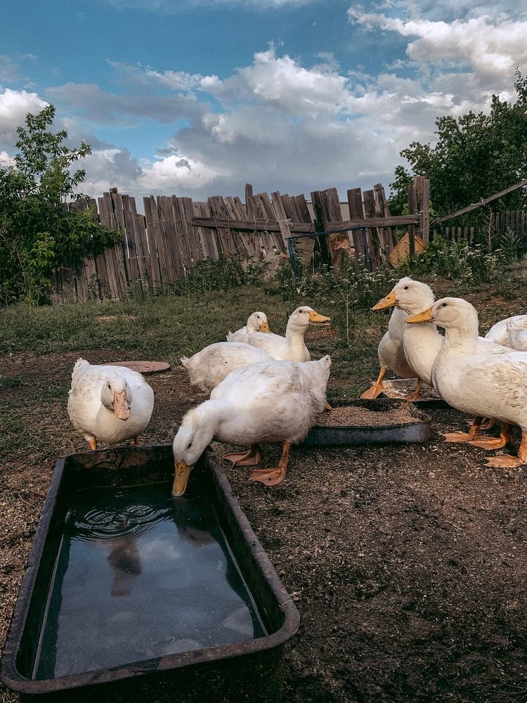 Photograph by Влад Gurgenagangrena