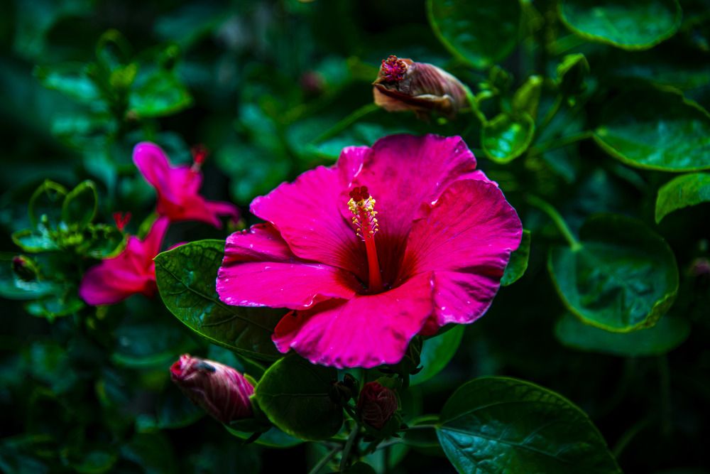 Photograph by A. M. Shafiqul Islam