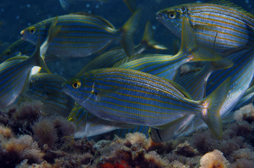 Photograph by Alfredo Milazzo