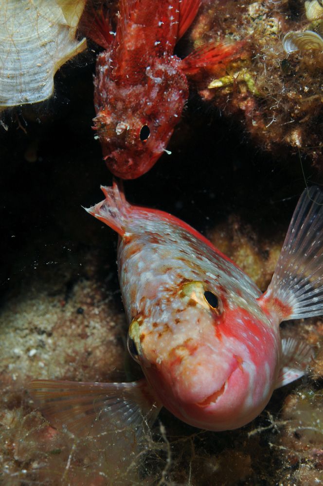 Photograph by Alfredo Milazzo