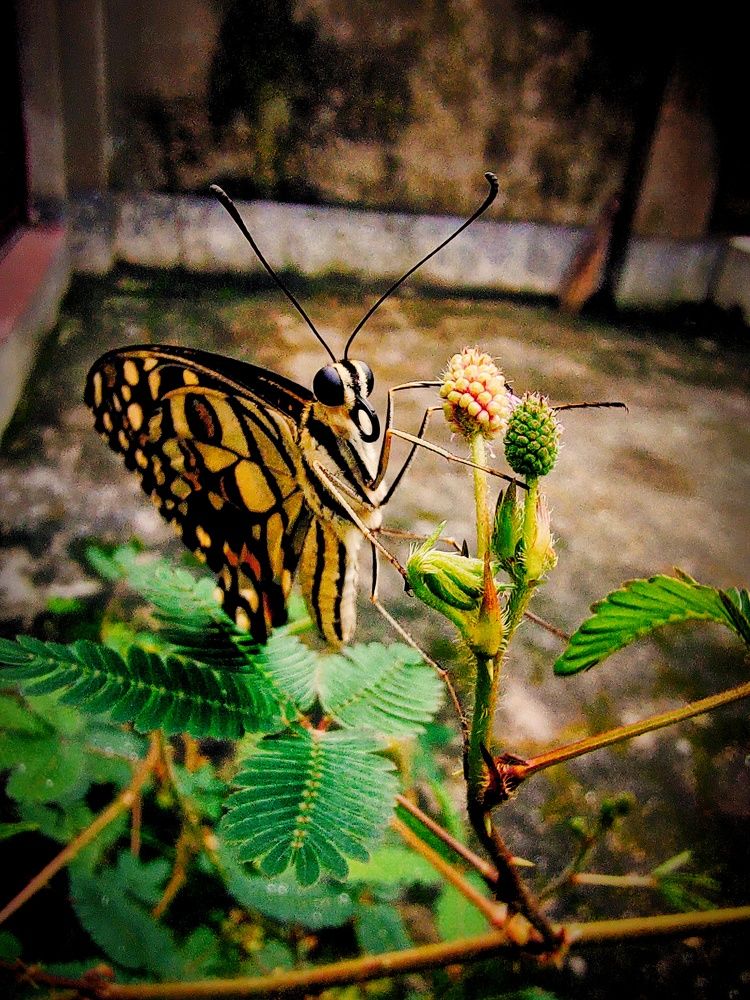 Butterfly