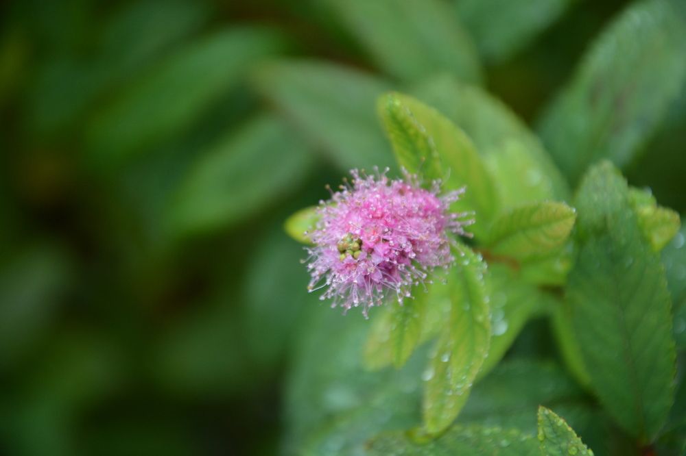 Spiraea salicifolia in raindrops