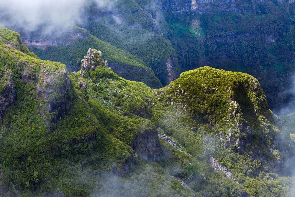 mountain with old forest