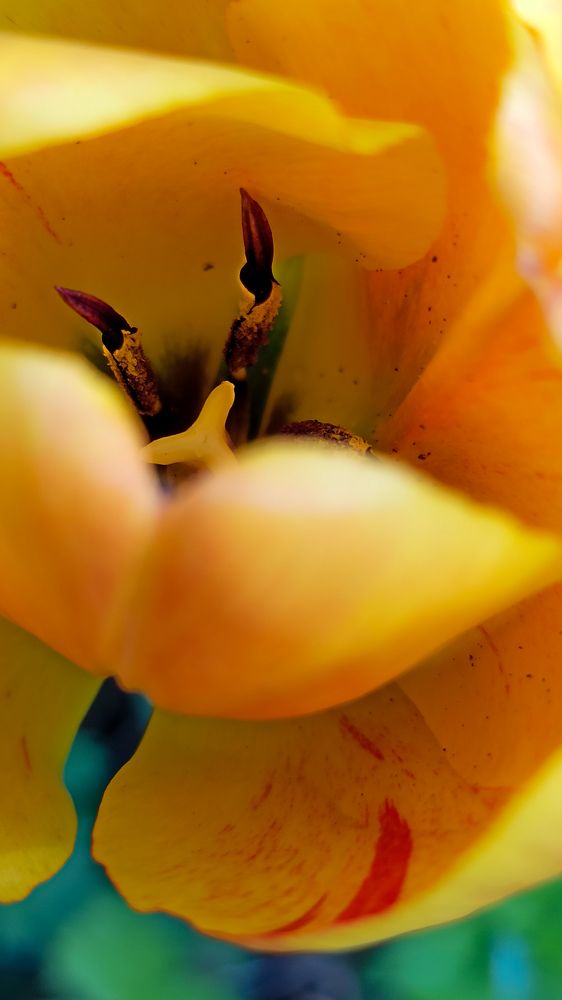 Внутри тюльпана...