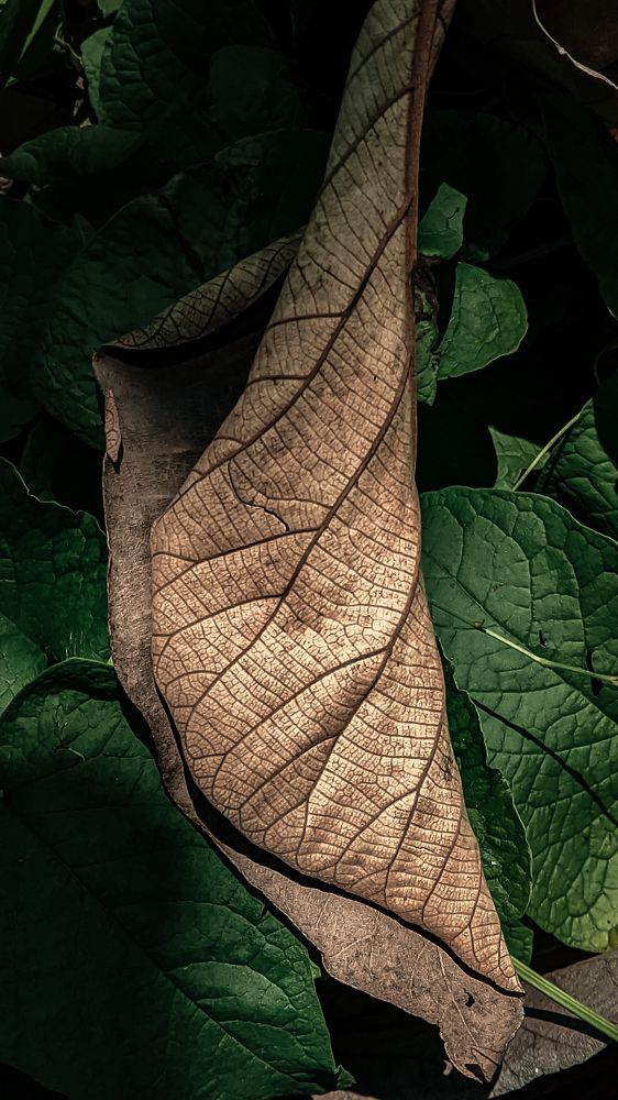 Photograph by Vikraman Velusamy
