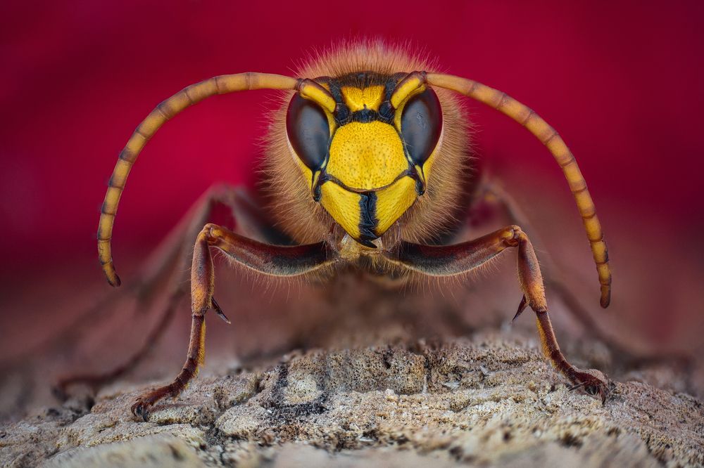 Photograph by Tsvetan Ganev