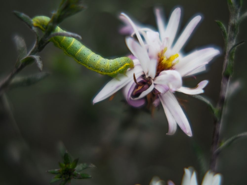Фотография автора Дмитрий Хань