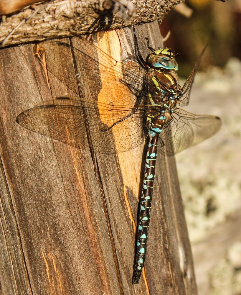 Photograph by Ольга Ситникова