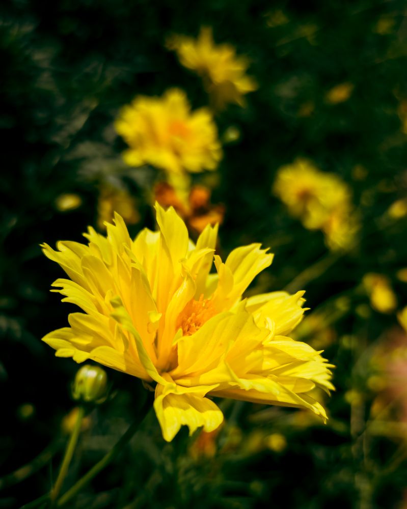 Photograph by Vikraman Velusamy