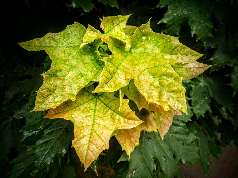 Photograph by Алексей Митницкий