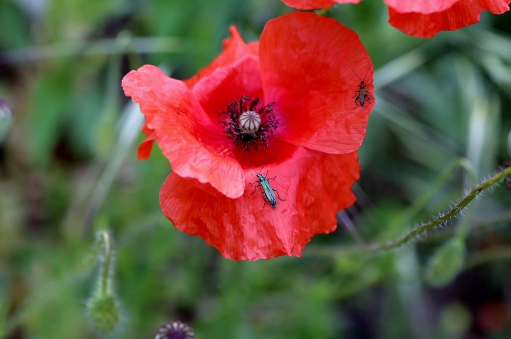 Фотография автора Maurizio Ruggiero