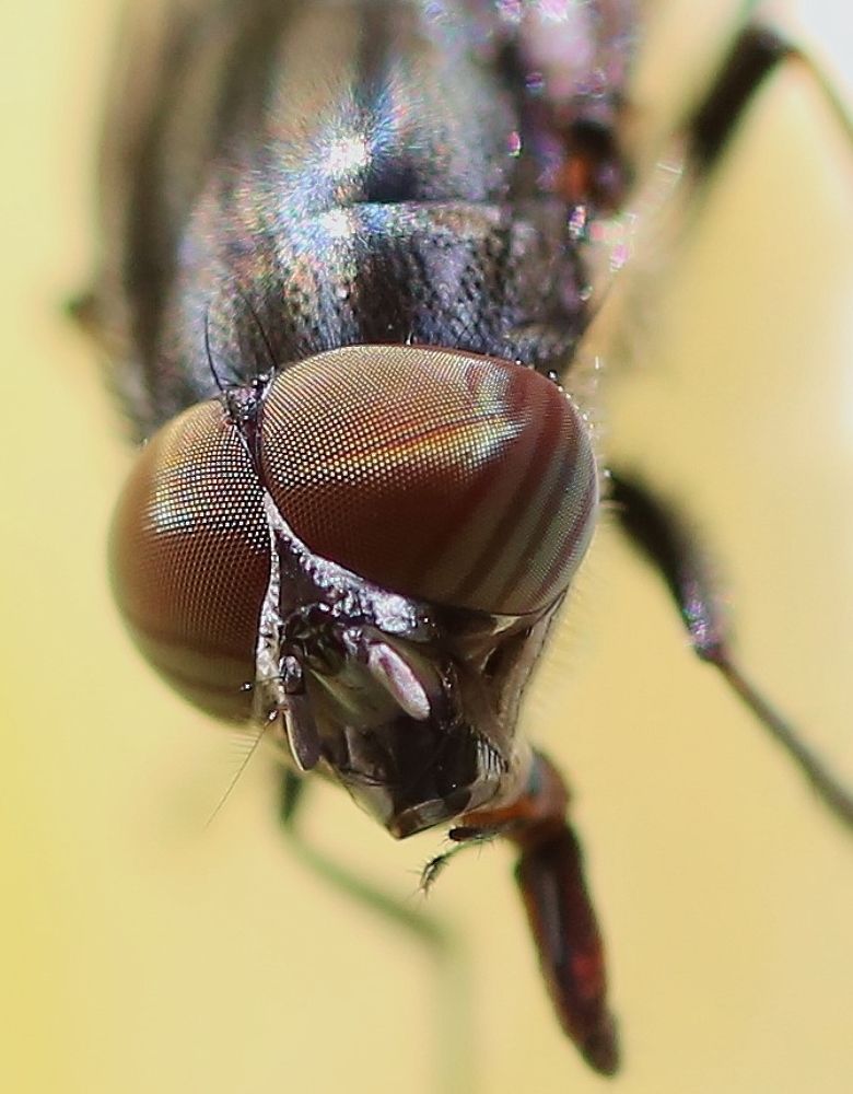 Фотография автора Maurizio Ruggiero