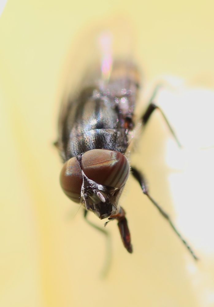 Фотография автора Maurizio Ruggiero