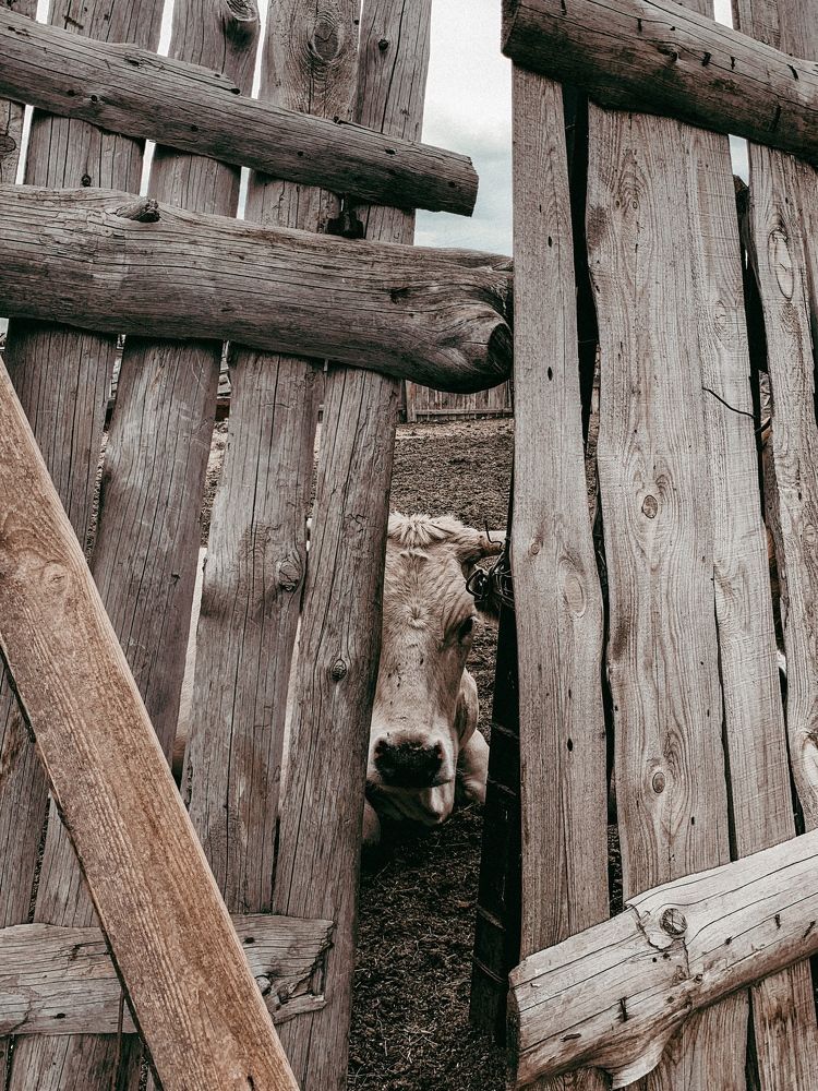 Photograph by Влад Gurgenagangrena